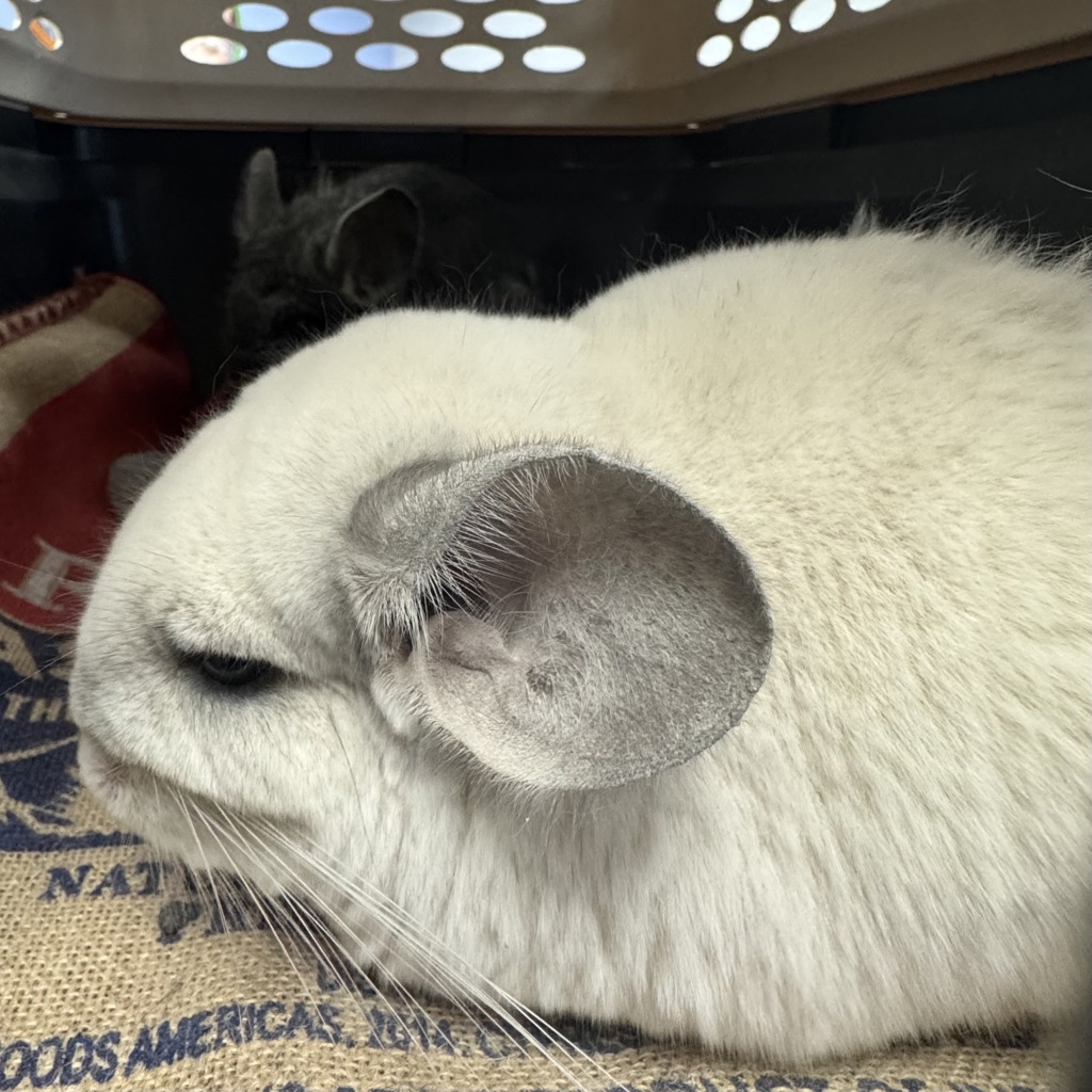 Vivi -- Bonded Buddy With Mew