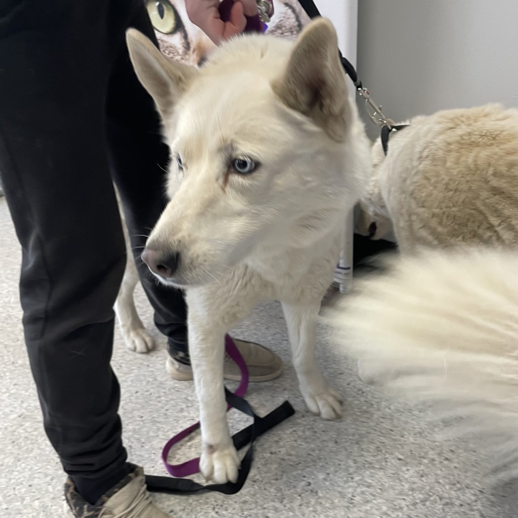 Willow -- Bonded Buddies With Loki