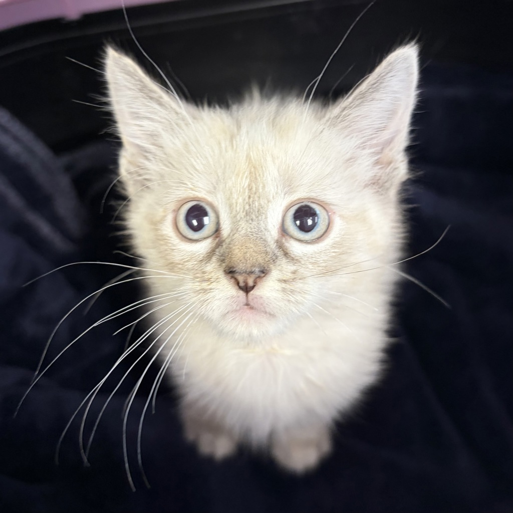Small white kitten