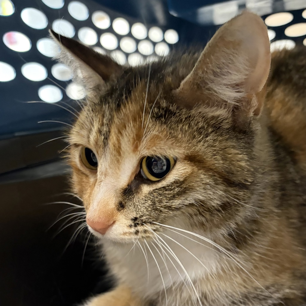 adoptable cat at ARL