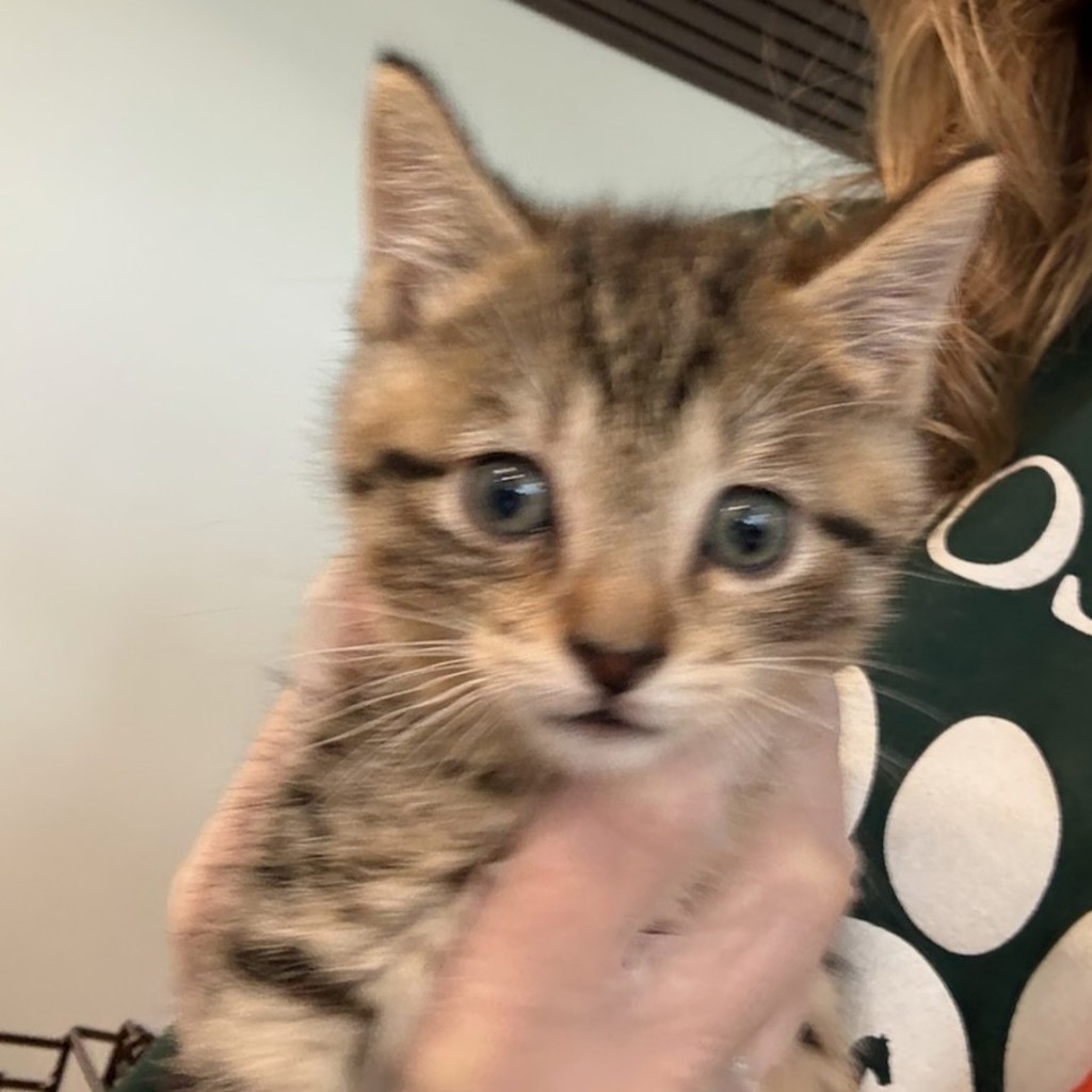 striped kitten