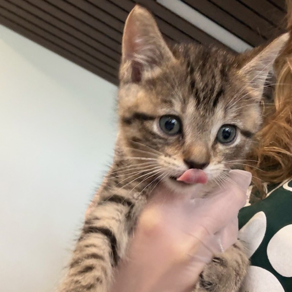 striped kitten