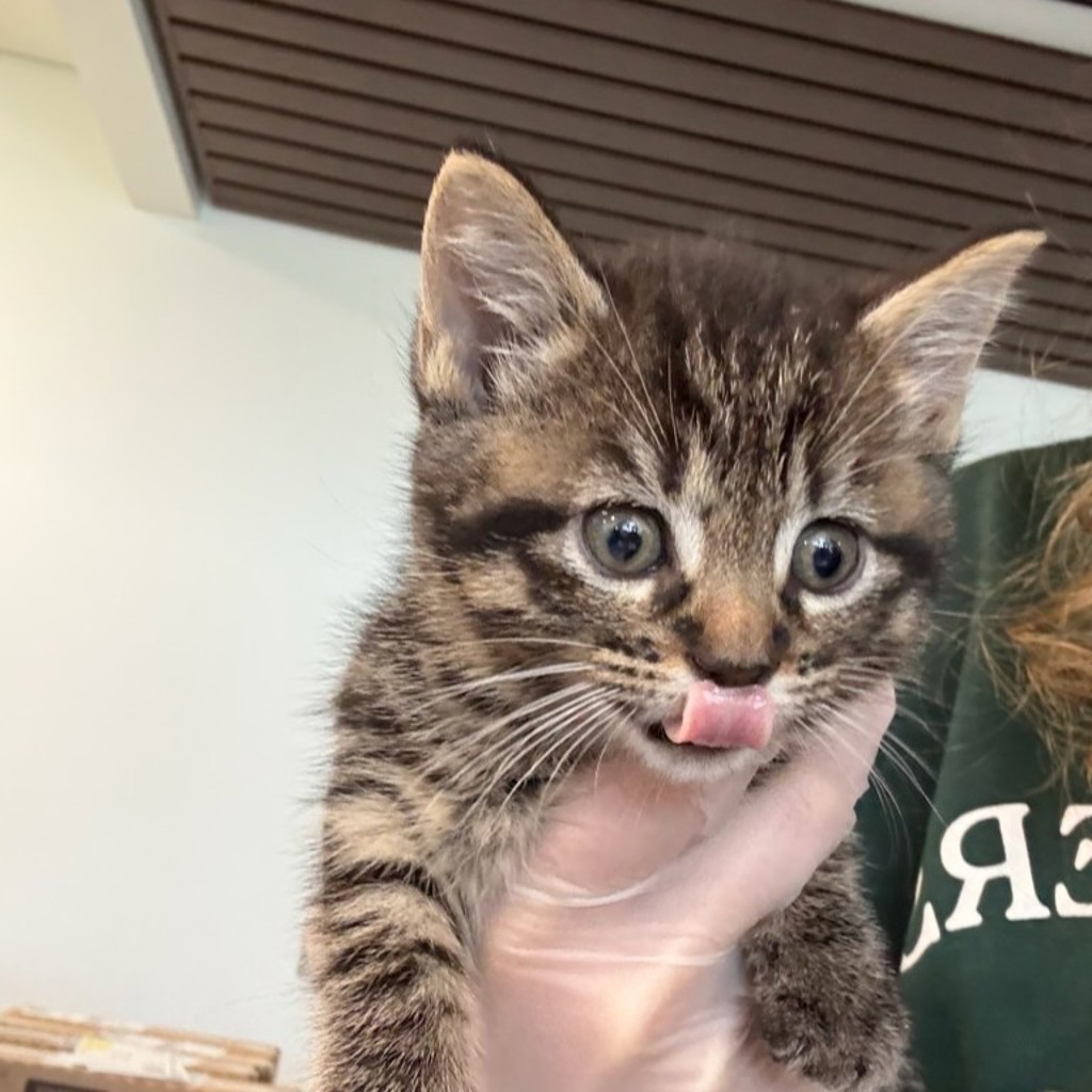 ARL staff member holding kitten