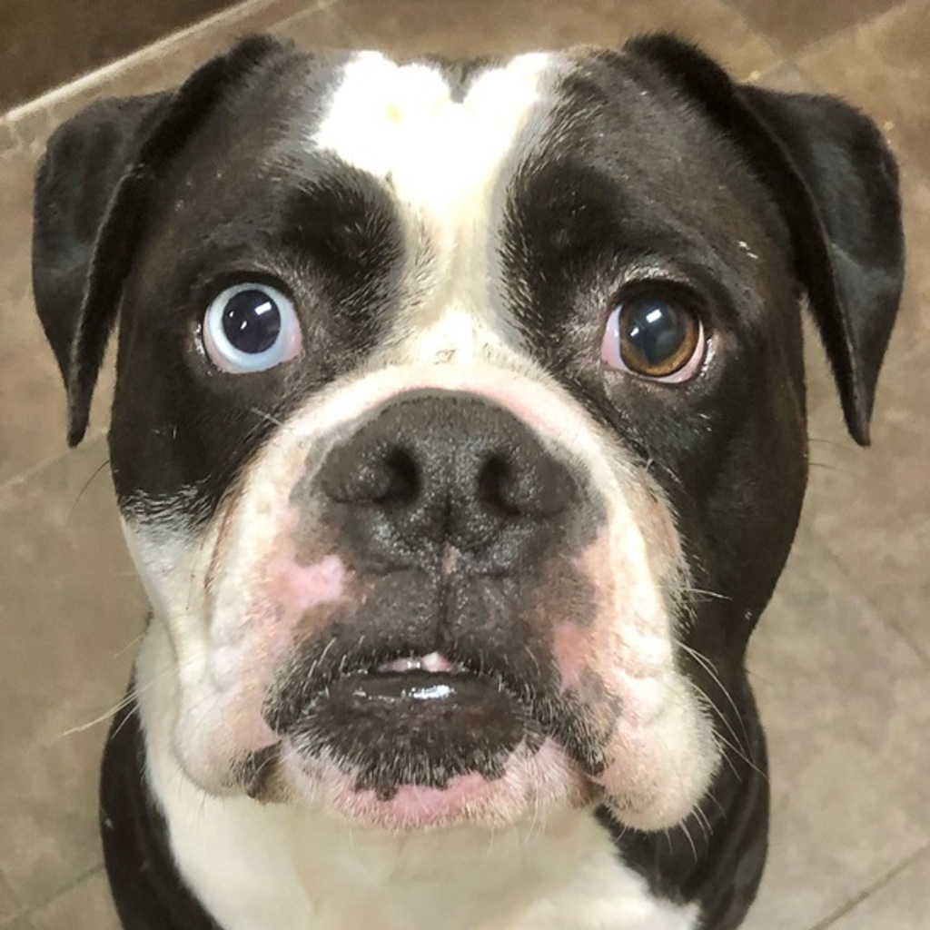 Abner