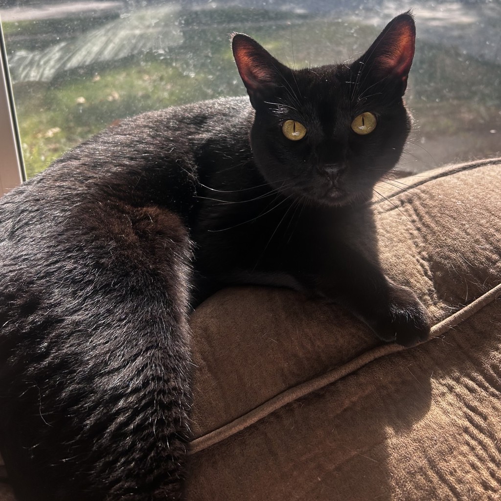 Anubis -- Bonded Buddy With Ciri