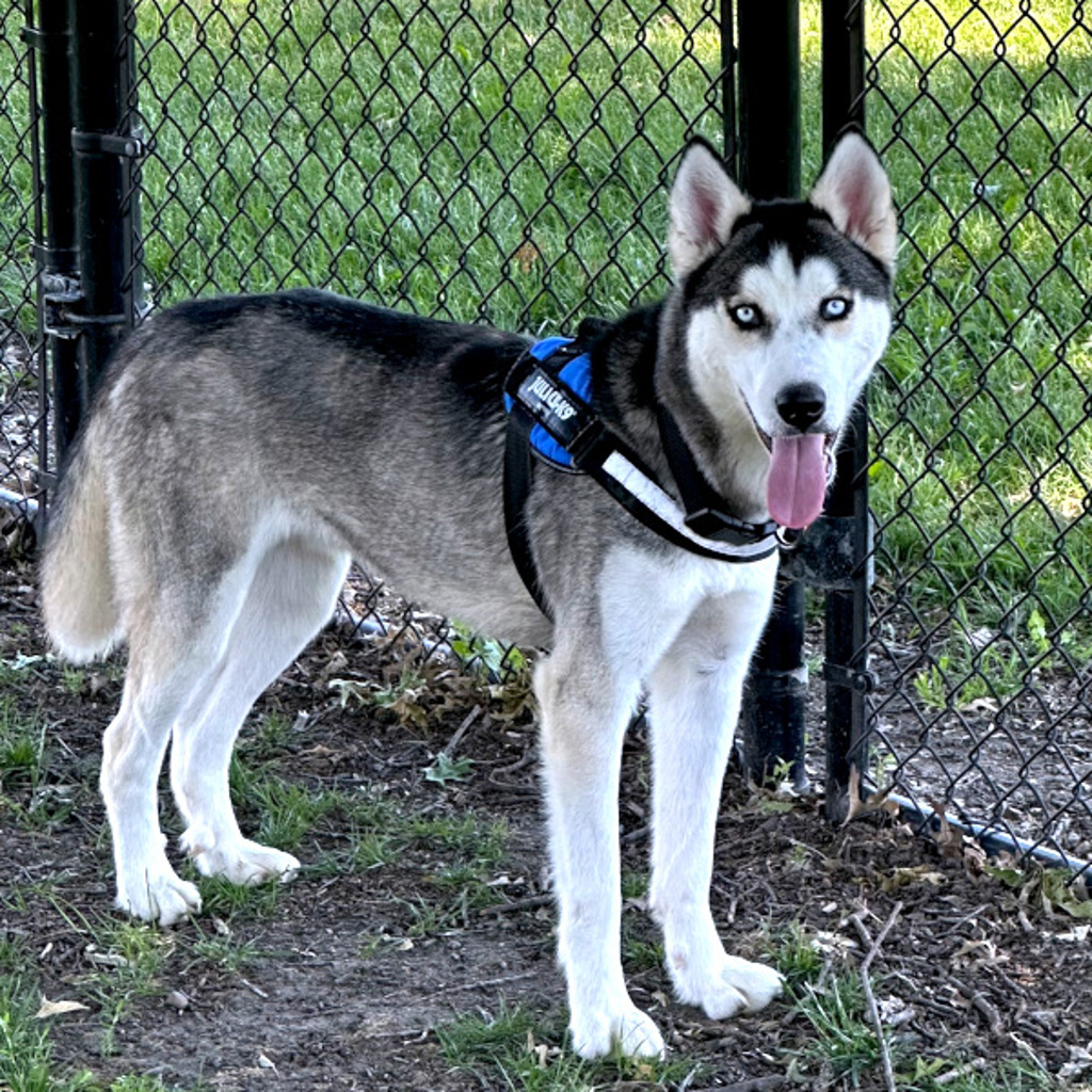 Apollo
