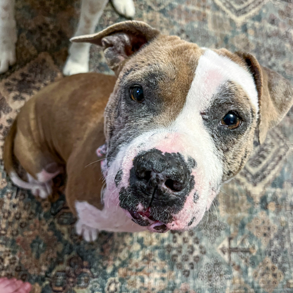 Pit Bull
