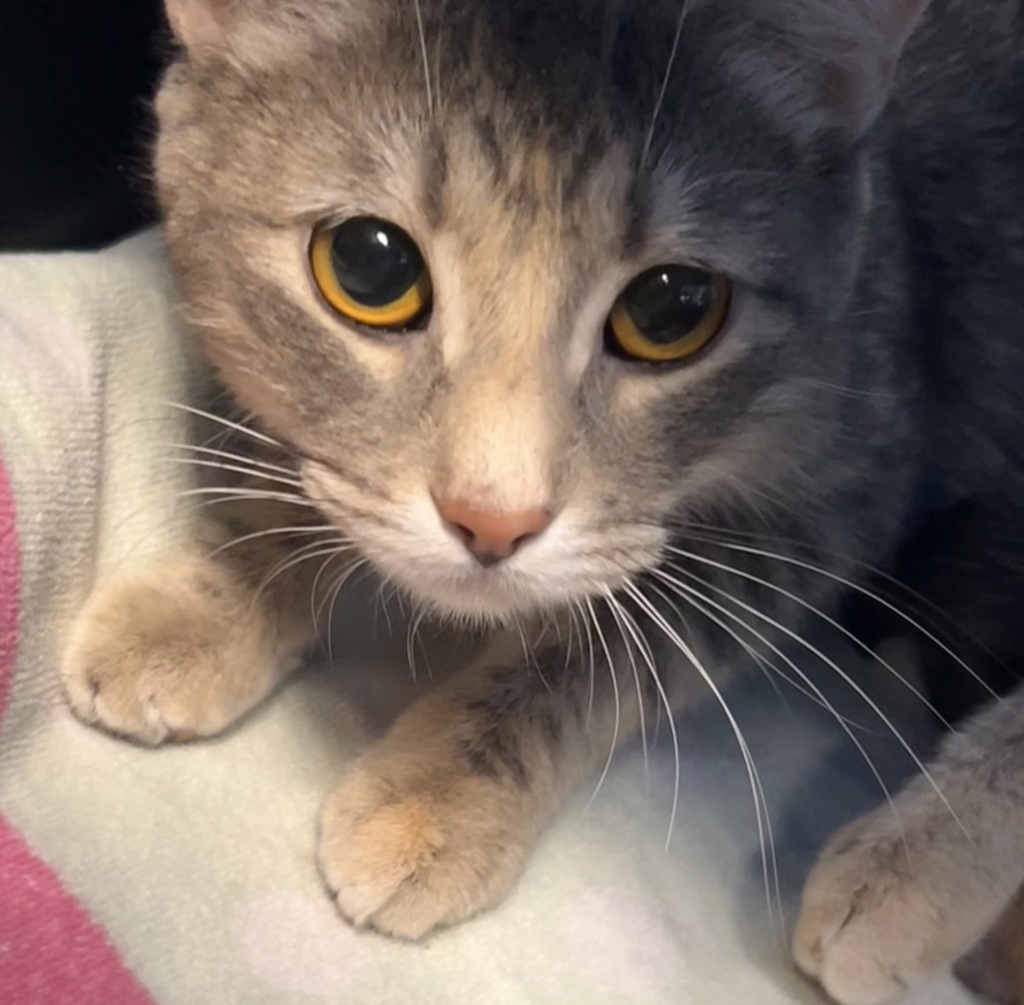 Ari