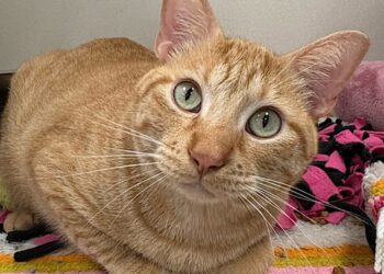 Adoptable orange cat banks at the ARL