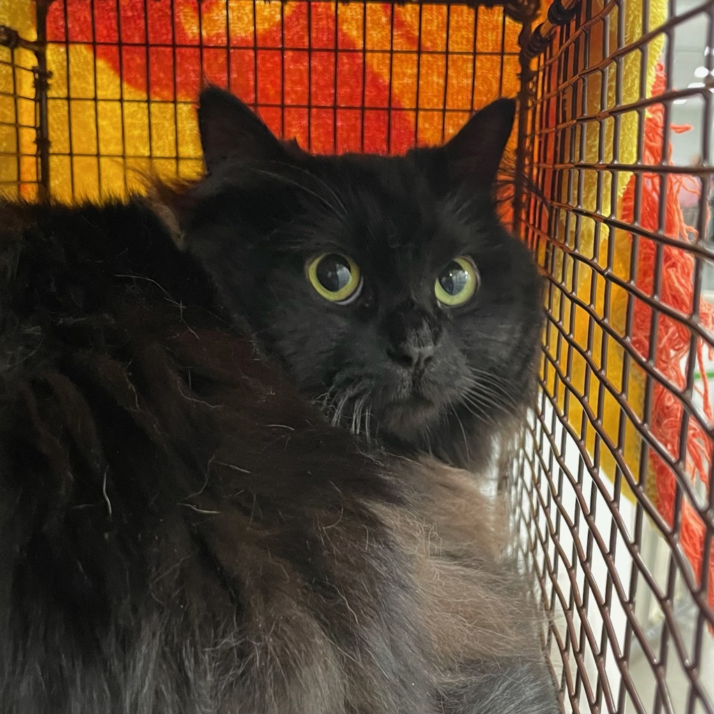 Bat