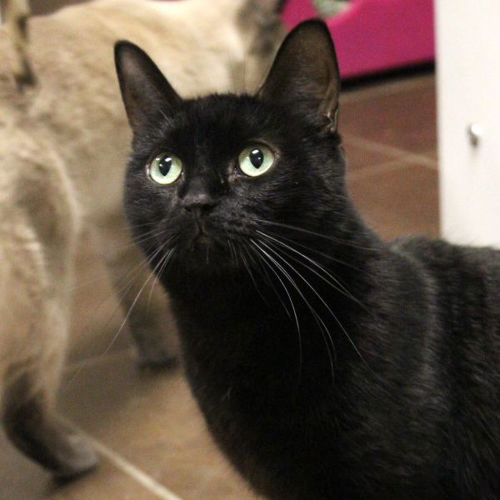 Bella -- Bonded Buddy With Blaze And Justice