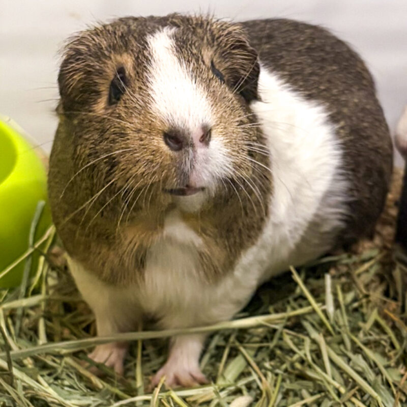 Blueberry -- Bonded Buddy With June