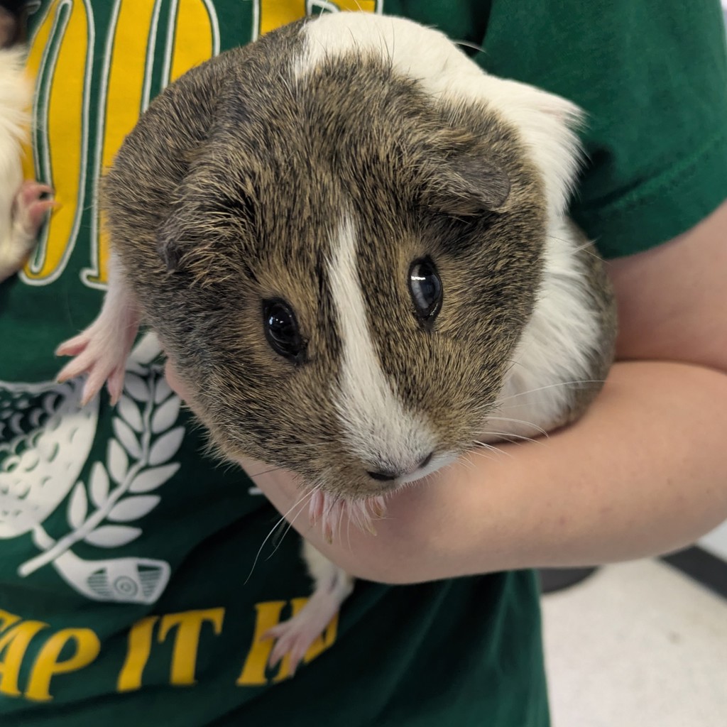 Blueberry -- Bonded Buddy With June