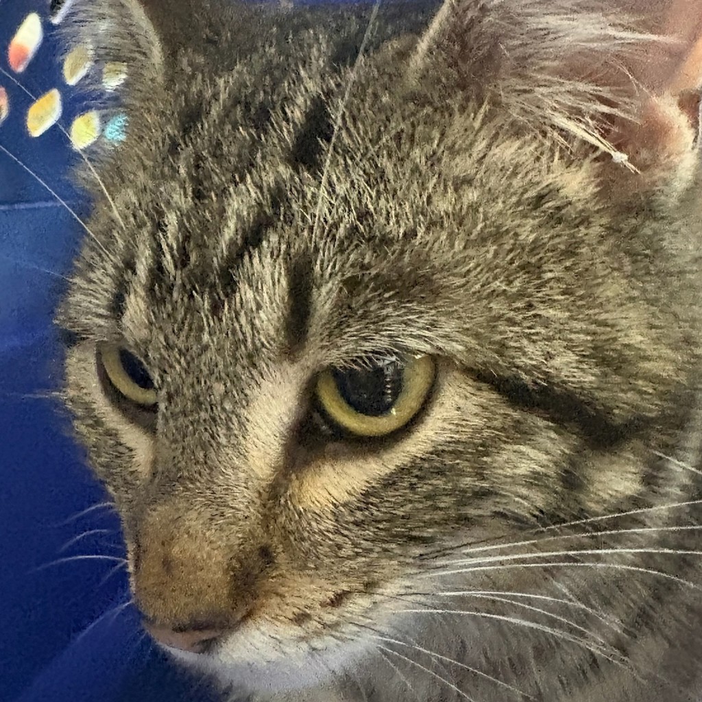 Bonnie