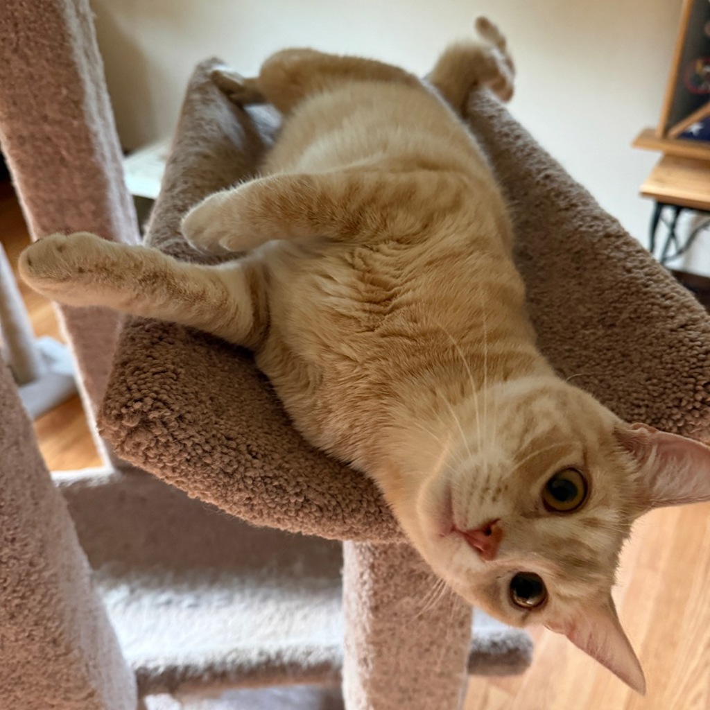 Bosco
