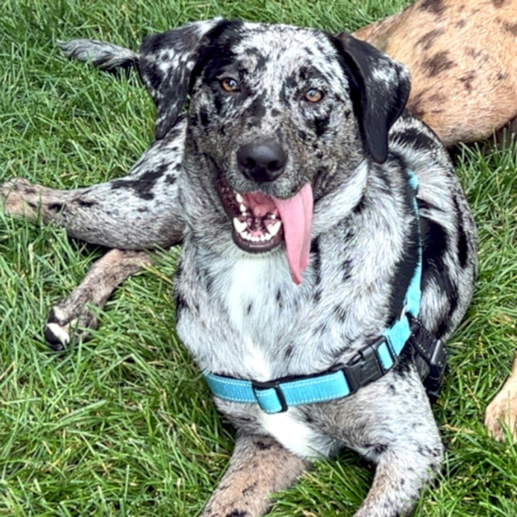 Bud -- Bonded Buddy With Sissy
