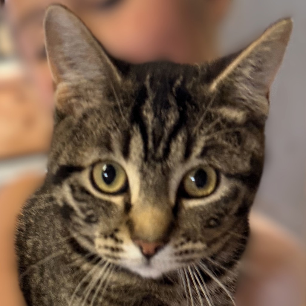 Buddy -- Bonded Buddy With Sparks