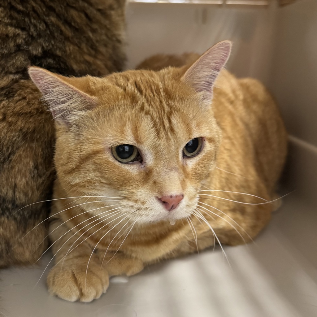 Buttercup -- Bonded Buddy With Nora Grace