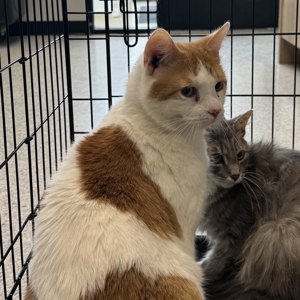 Charlie -- Bonded Buddy With Whippersnapper