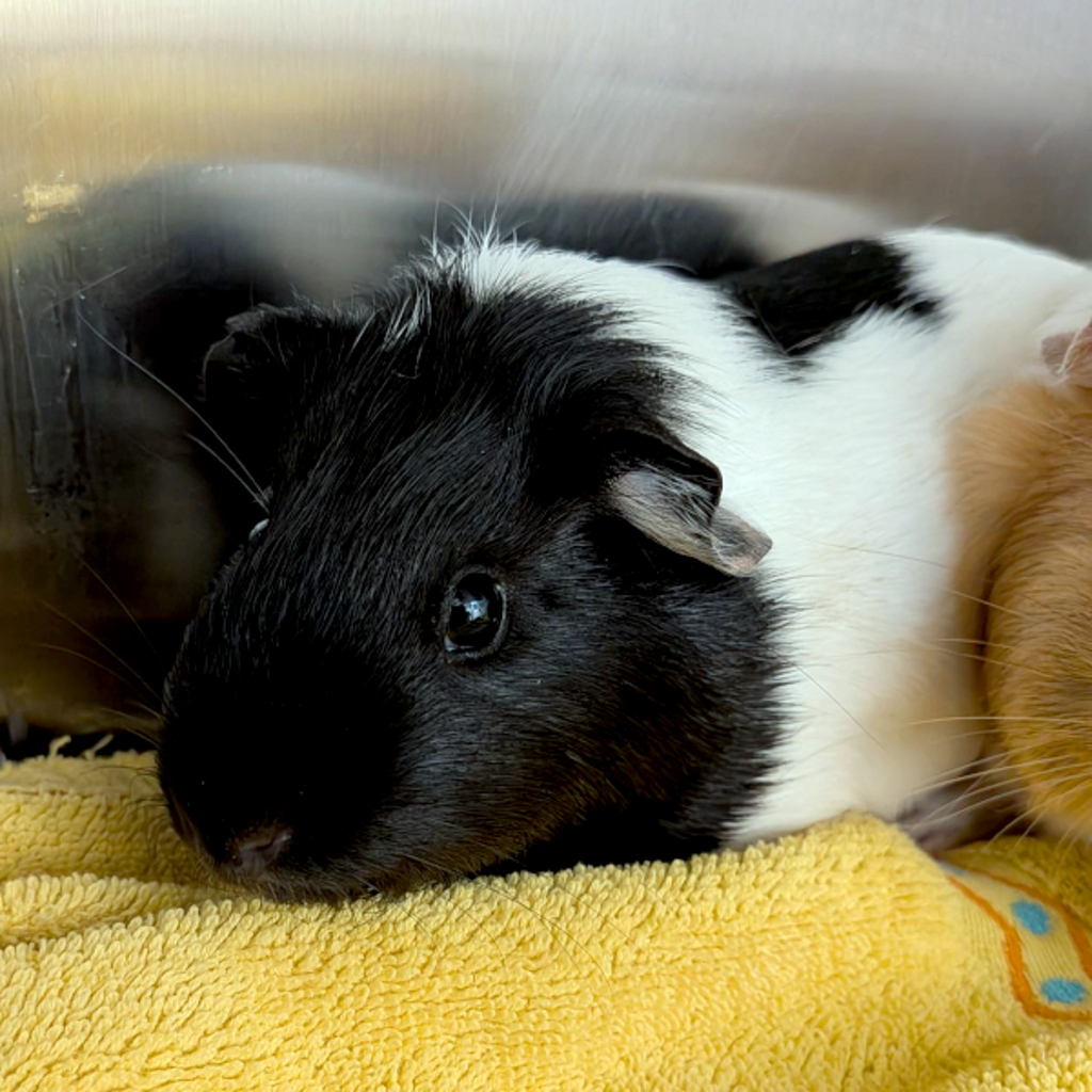 Cherry -- Bonded Buddy With Chief