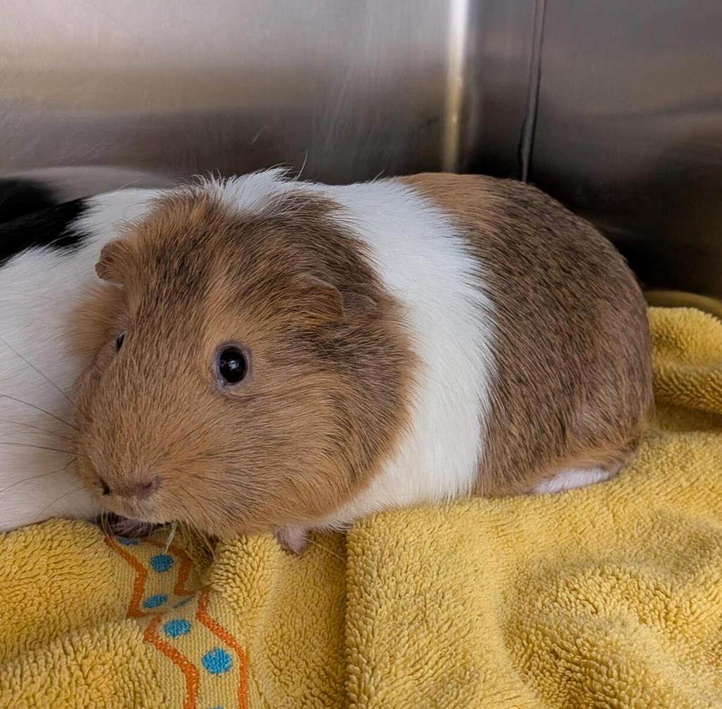 Chief -- Bonded Buddy With Cherry