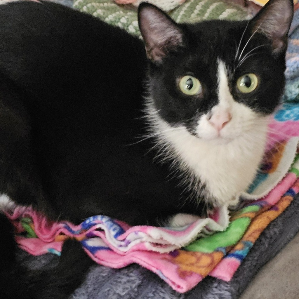 Cici