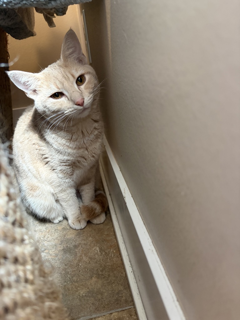 Cinnamon
