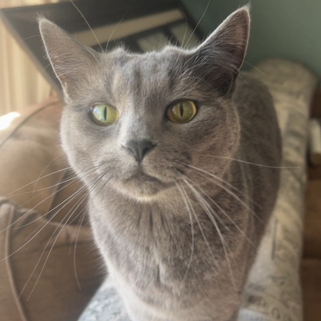 Ciri -- Bonded Buddy With Anubis