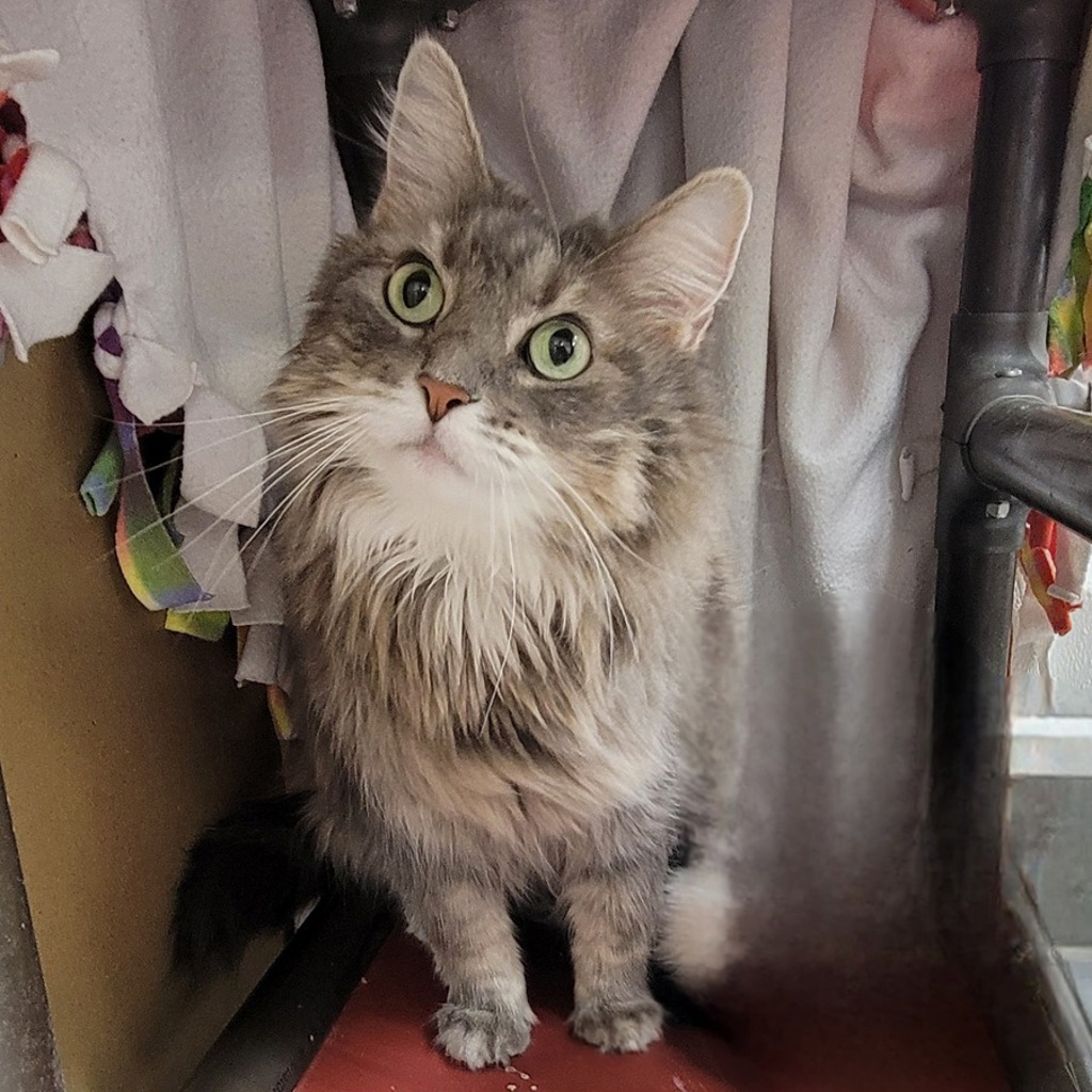 Emerald Jade -- Bonded Buddy With Emmy