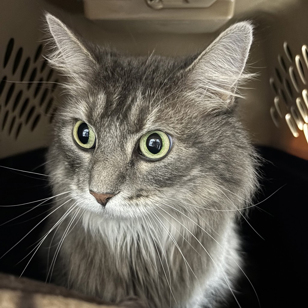 Emerald Jade -- Bonded Buddy With Emmy
