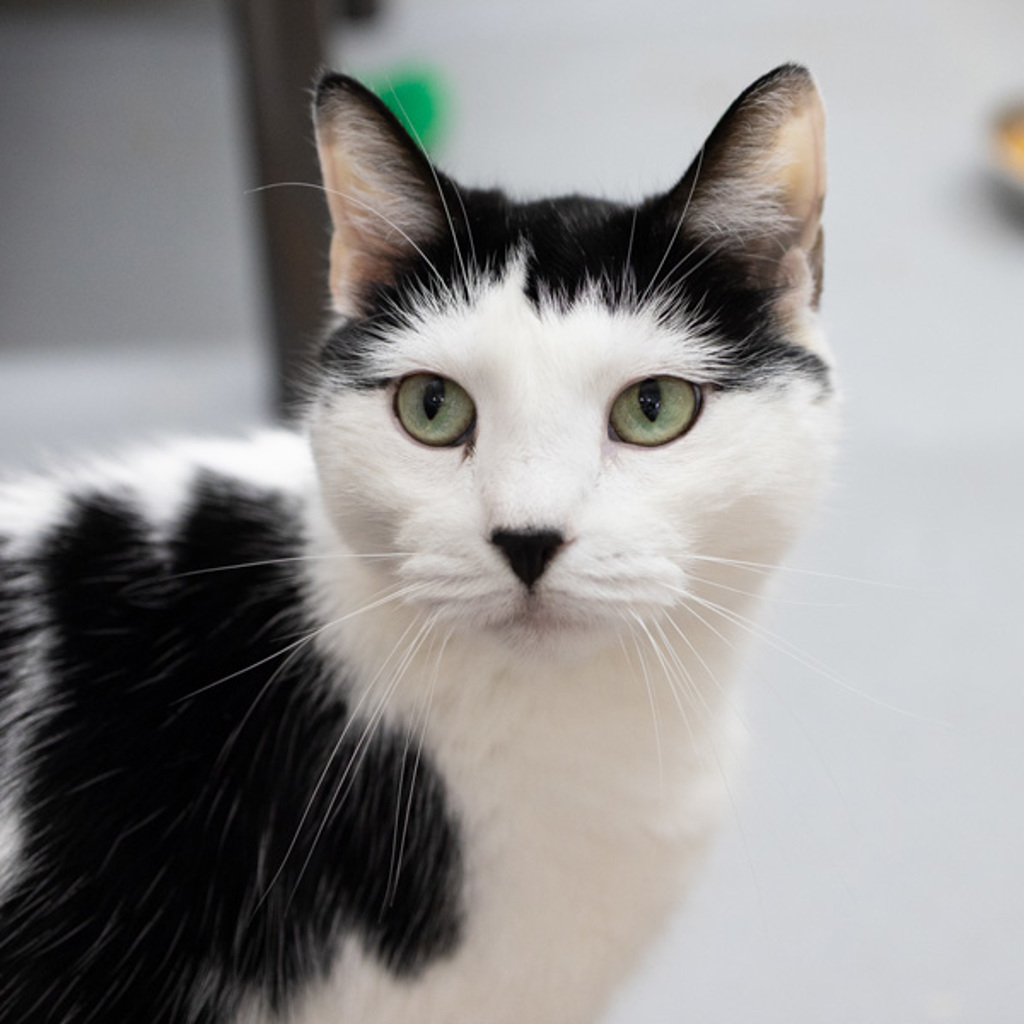 Emmy -- Bonded Buddy With Emerald Jade