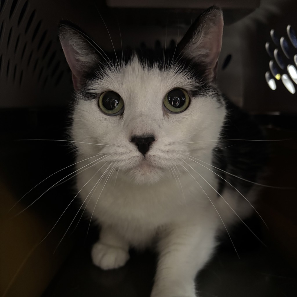 Emmy -- Bonded Buddy With Emerald Jade