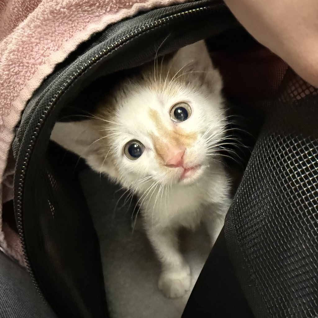 Finn