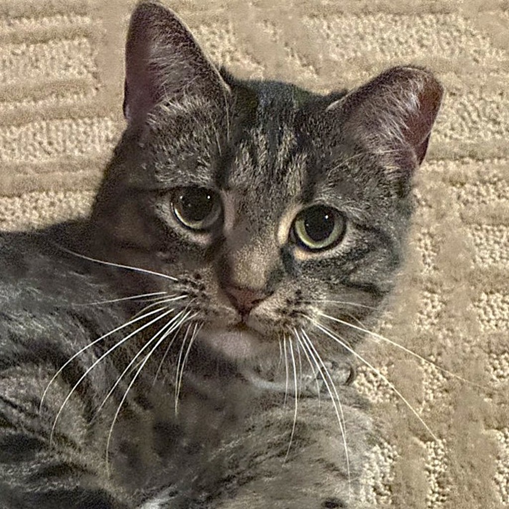 Frankie