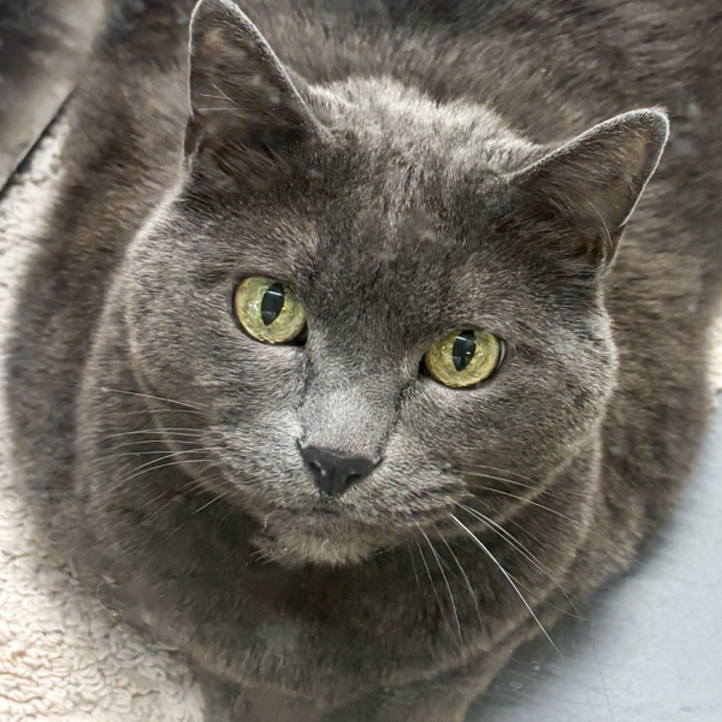 Gracie