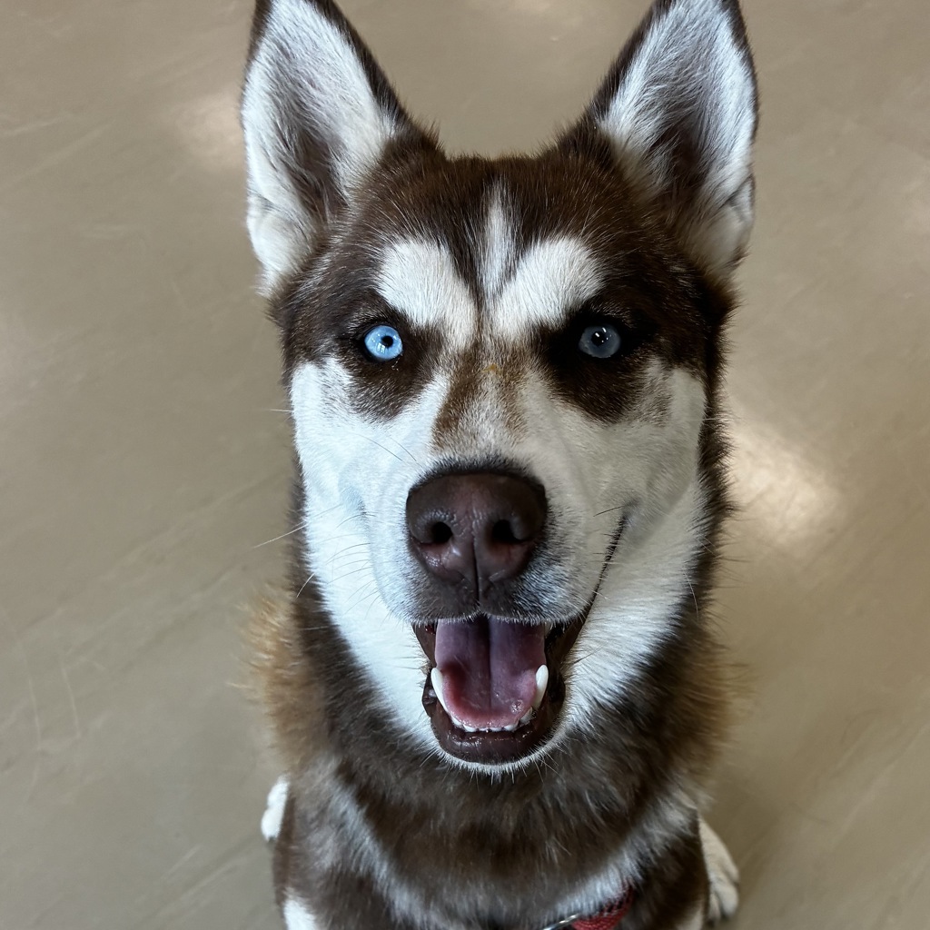 Hazel