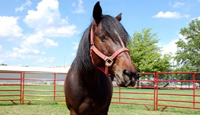 horse in bridle in a pasture