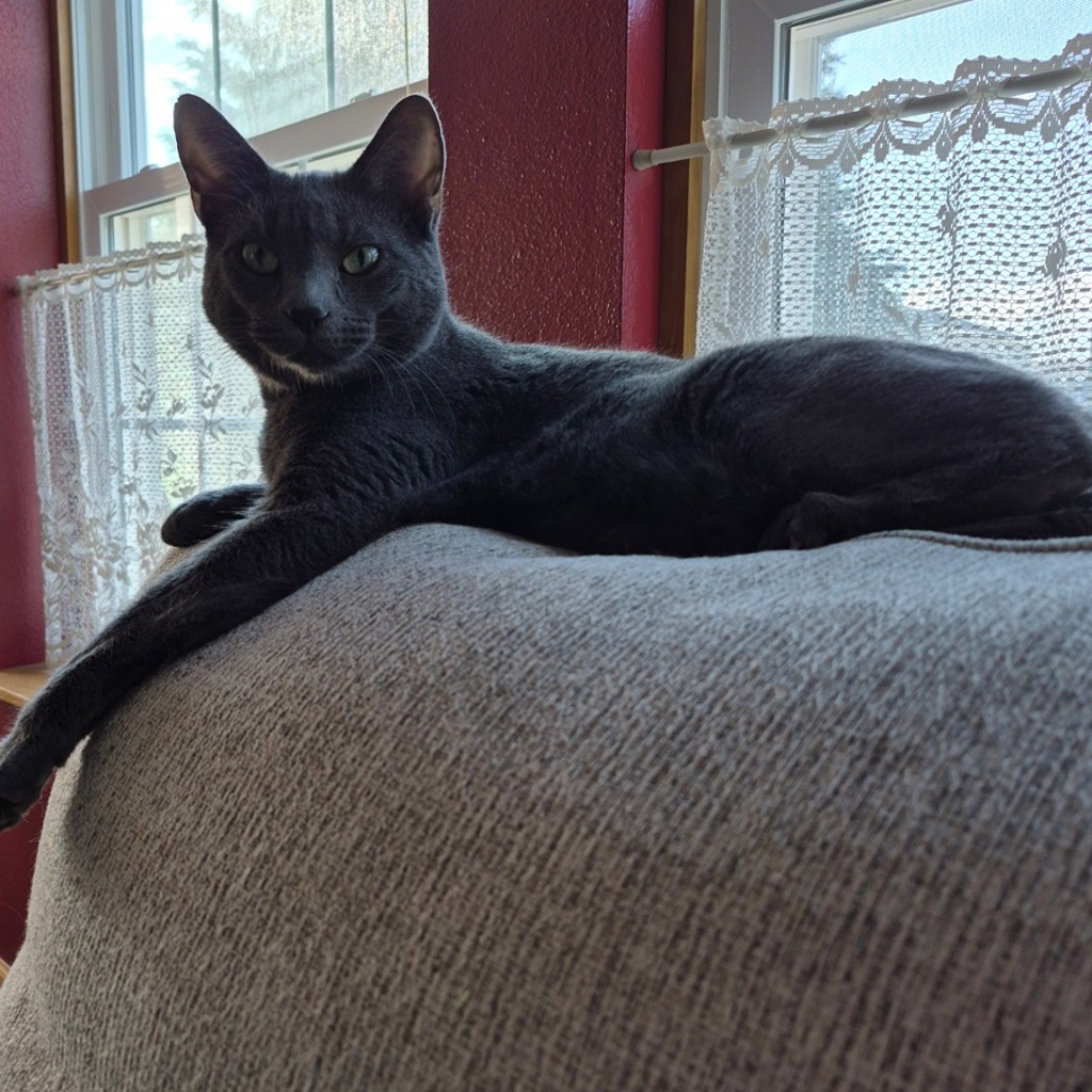 Indi