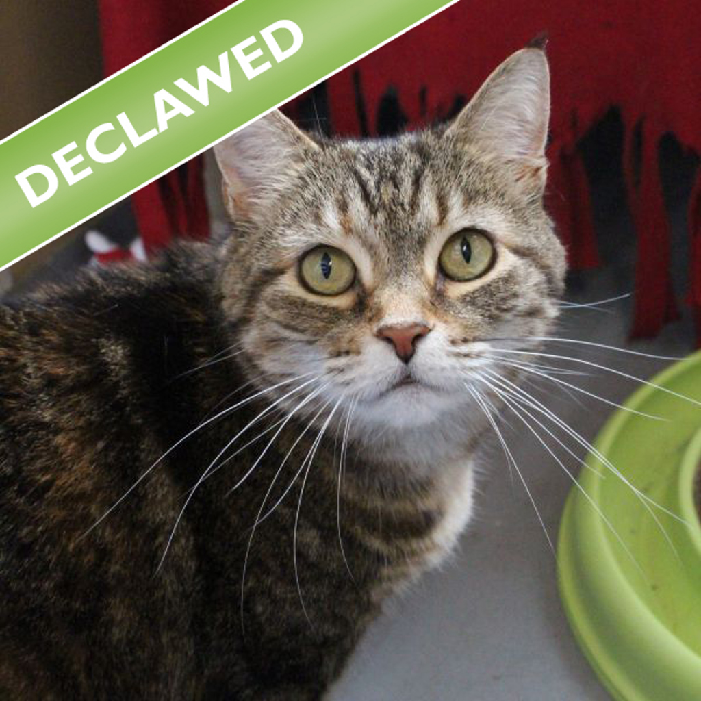 Izzy -- Bonded Buddy With Two Face