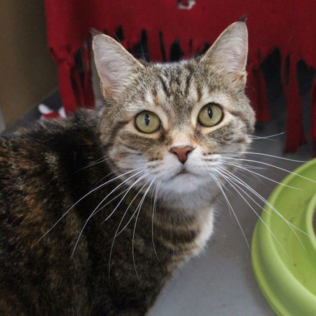 Izzy -- Bonded Buddy With Two Face