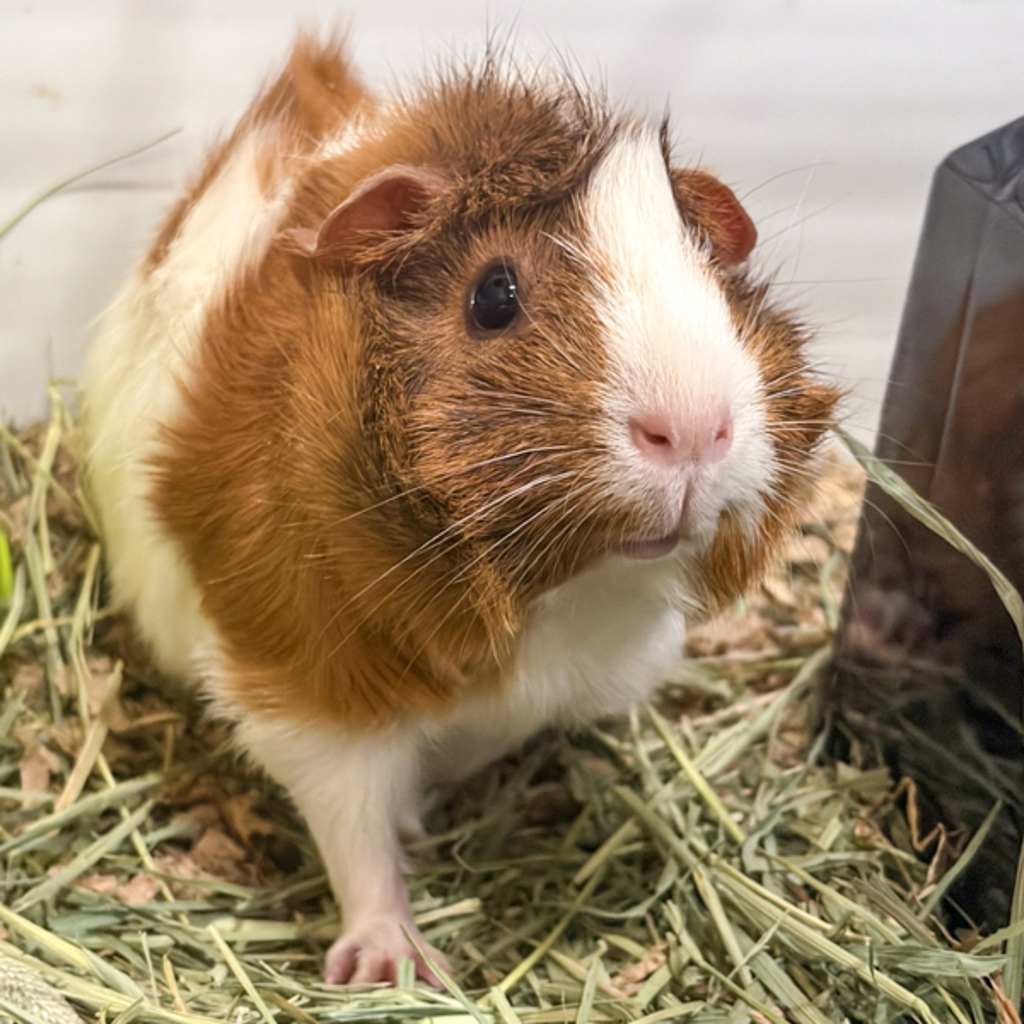 June -- Bonded Buddy With Blueberry