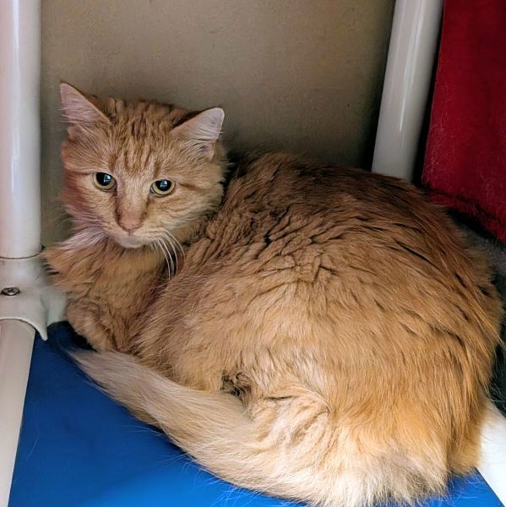 Kit Cat -- Bonded Buddy With Spiral