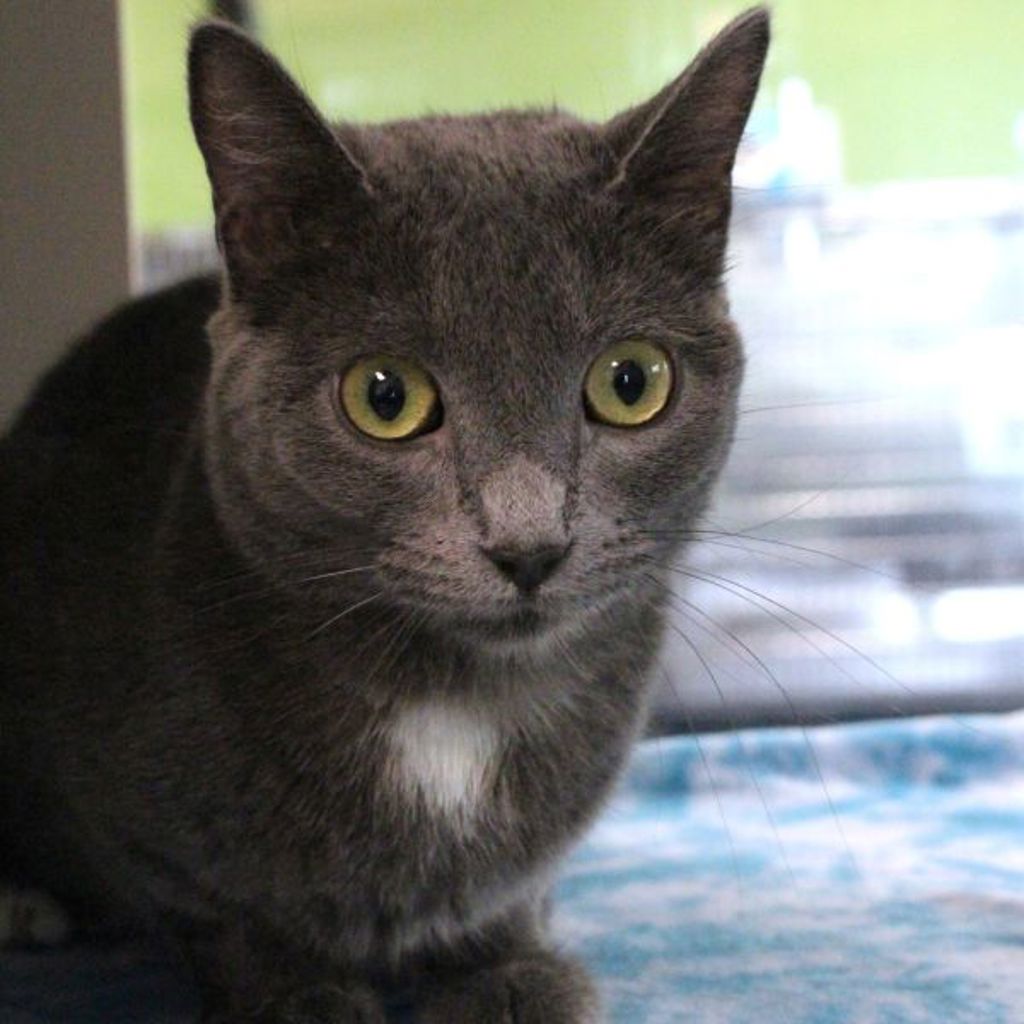 Lady Grey