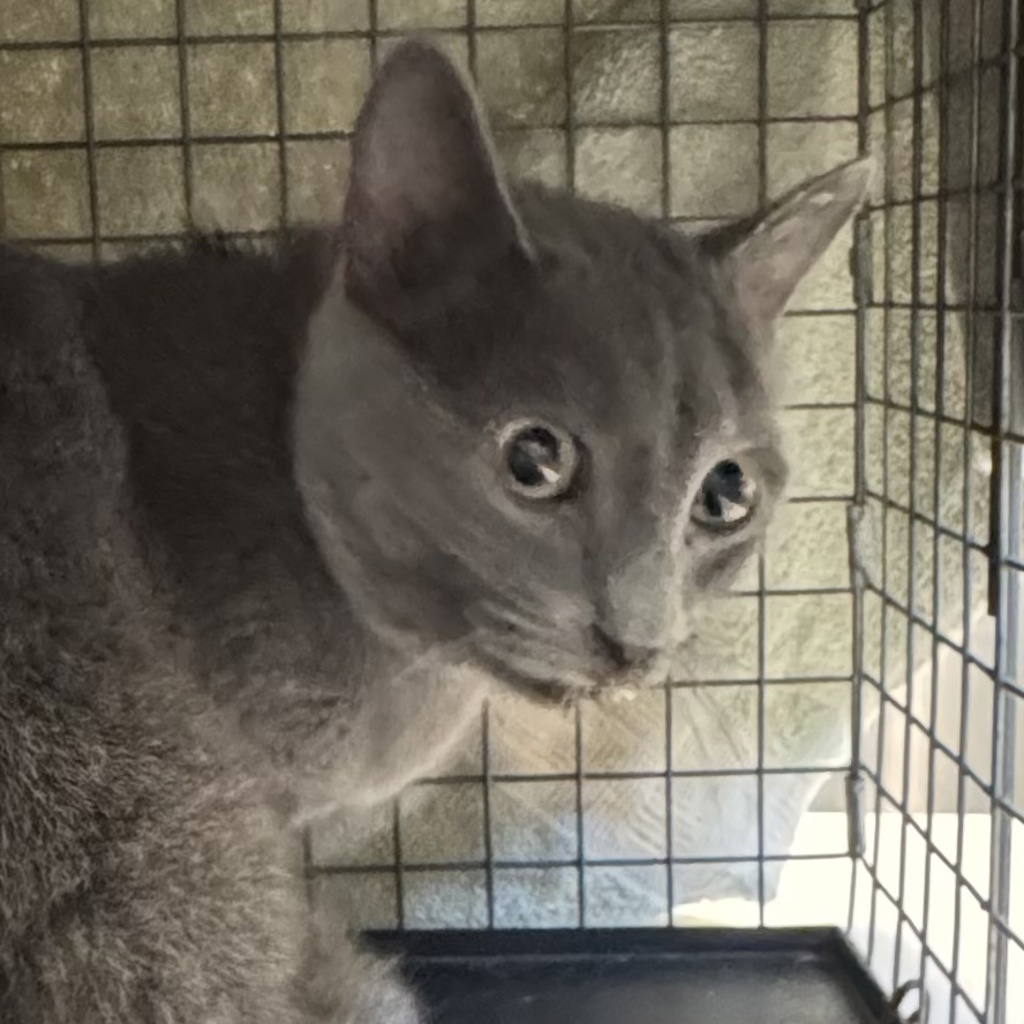 Lady Grey