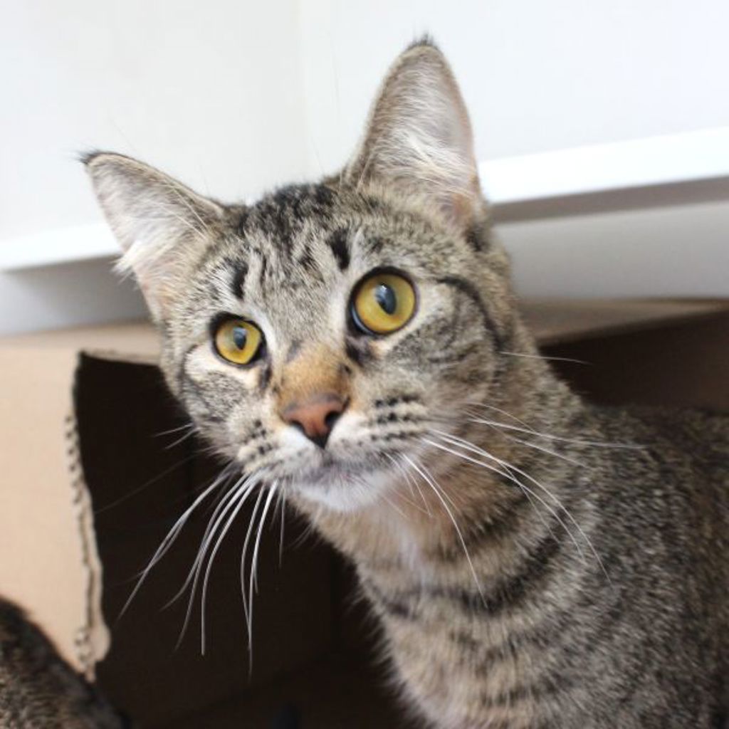 Loudred -- Bonded Buddy With Meg