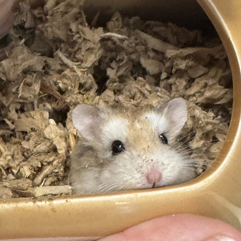 Marshmallow
