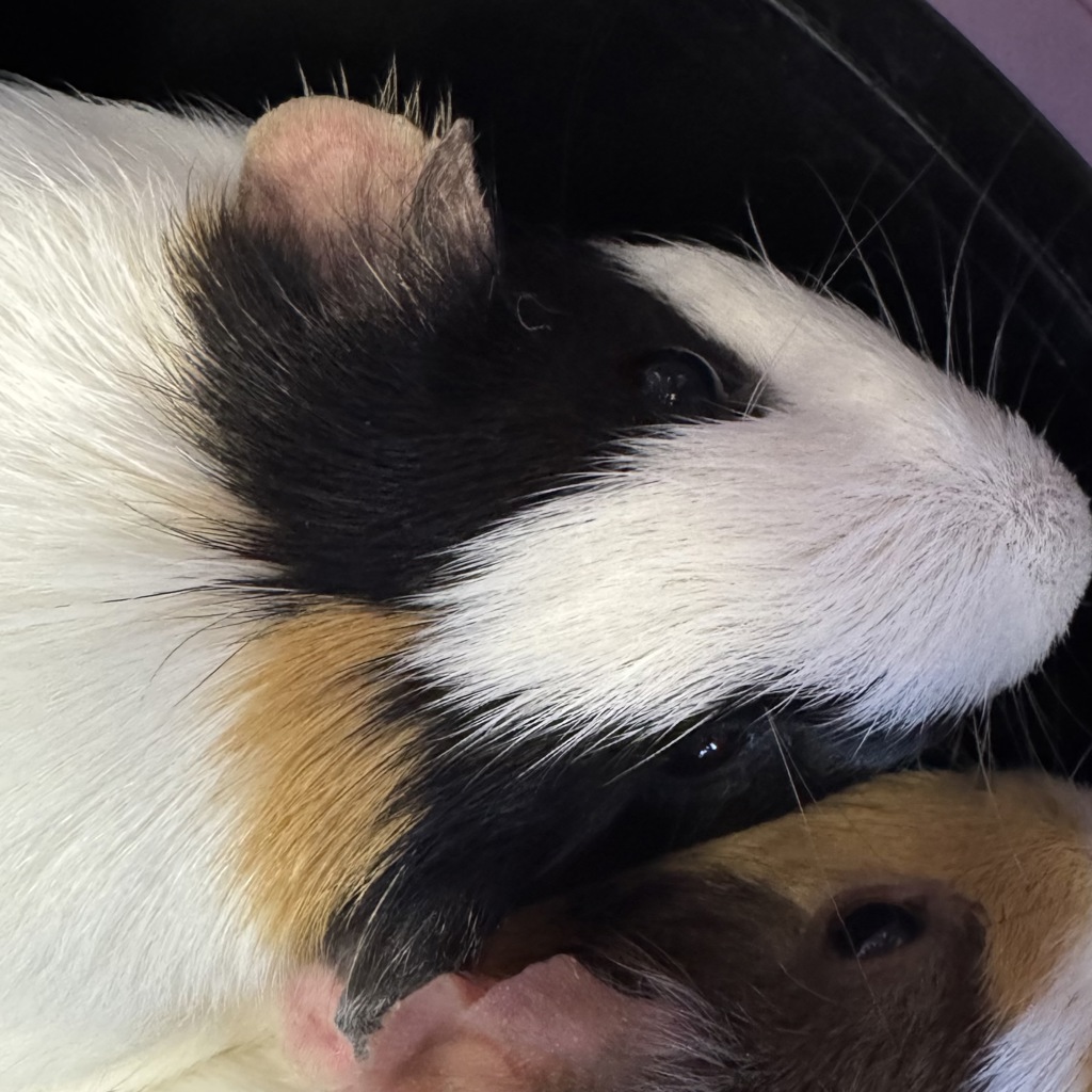 Mary -- Bonded Buddy With Missy