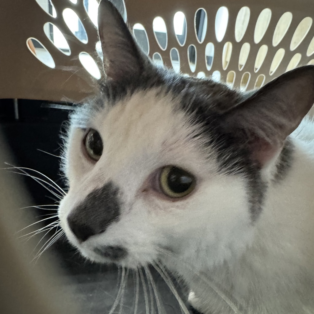 Merlin -- Bonded Buddy With Percival