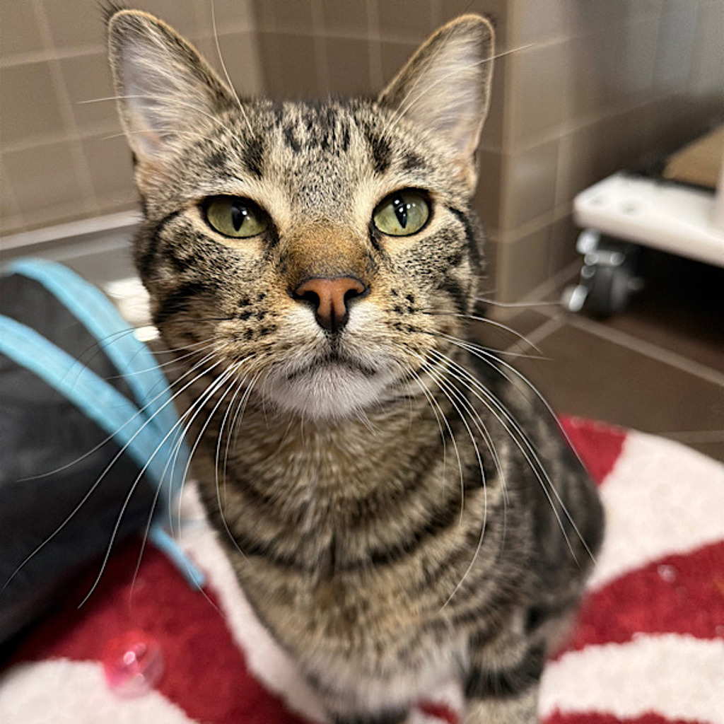 Mickey -- Bonded Buddy With Mimi