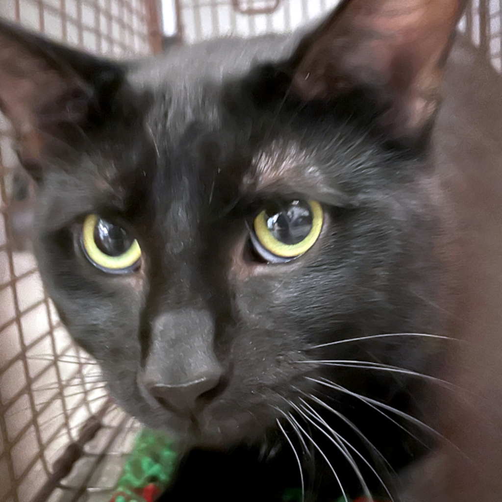Milo - Bonded Buddy With Oreo